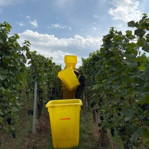 Vendanges en Alsace : la Députée Louise Morel S'Immerge à la Cave du Roi Dagobert
